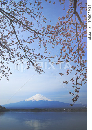 春富士＆桜 10805931
