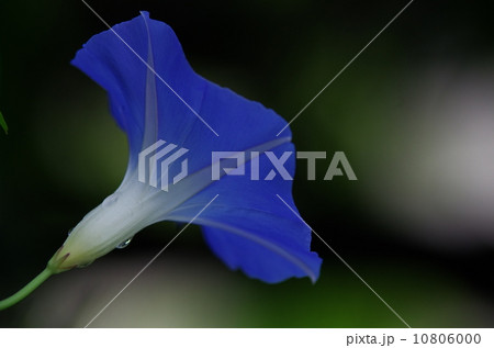 アサガオ 10806000