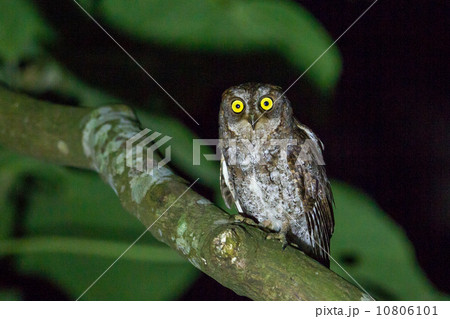 リュウキュウコノハズク 10806101