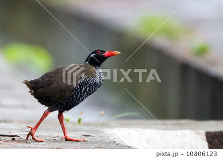 ヤンバルクイナ 10806123