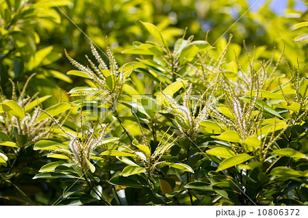 どんぐりの花。 10806372