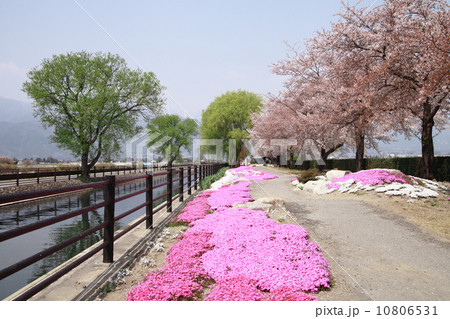 芝桜満開 芝桜満開 10806531