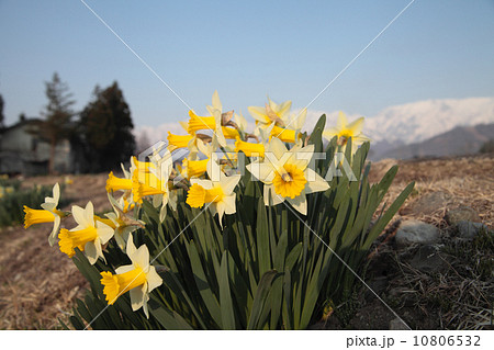 黄色い水仙 10806532