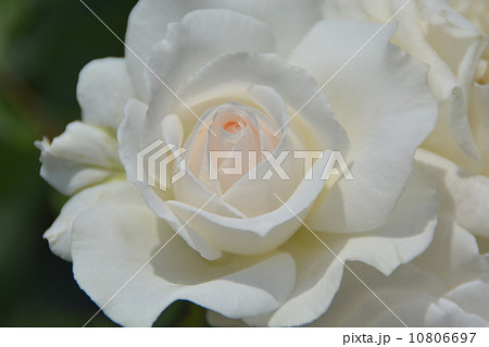 薔薇 10806697