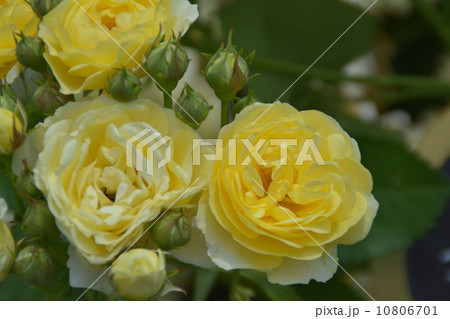 薔薇 薔薇 10806701