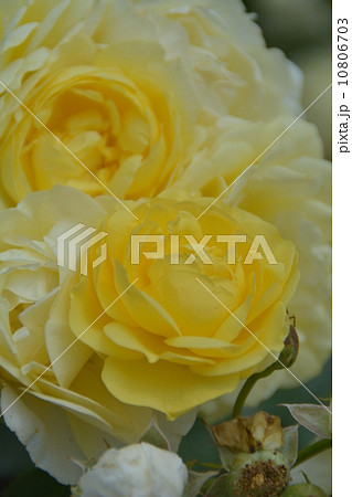 薔薇 薔薇 10806703