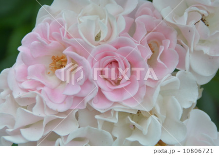 薔薇 薔薇 10806721