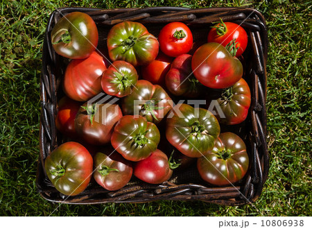 Tomatoes in basket Tomatoes in basket 10806938