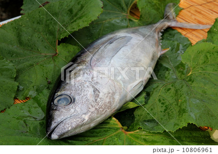 キハダマグロ 10806961