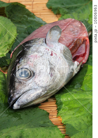 キハダマグロ キハダマグロ 10806963