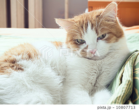 Sad cat Sad cat 10807713