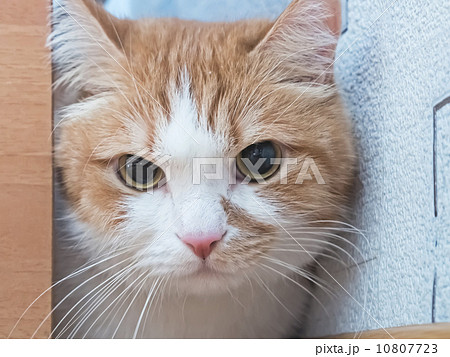 Sad cat Sad cat 10807723