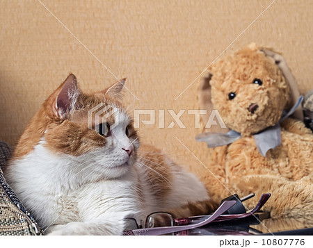 Sad cat Sad cat 10807776