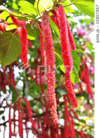 赤い紐のような植物 10807867