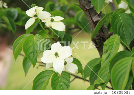 新緑の公園 10809085