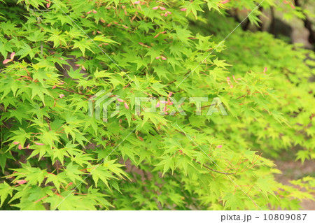 新緑の公園 10809087