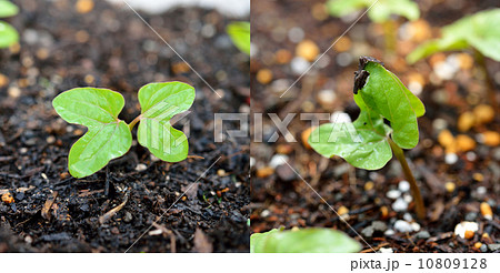 朝顔の発芽。 10809128