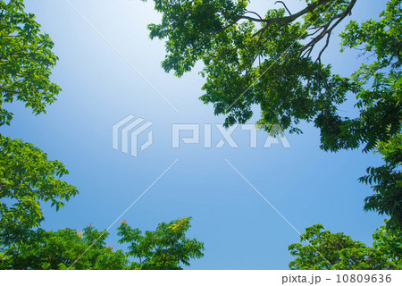 空と葉っぱ 空と葉っぱ 10809636