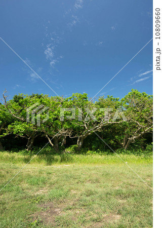 デイゴの木々 10809660