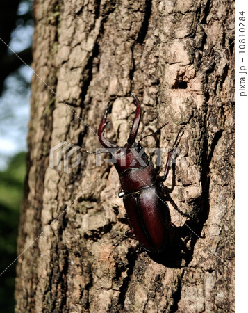 ノコギリクワガタ(ナラの木) ノコギリクワガタ(ナラの木) 10810284