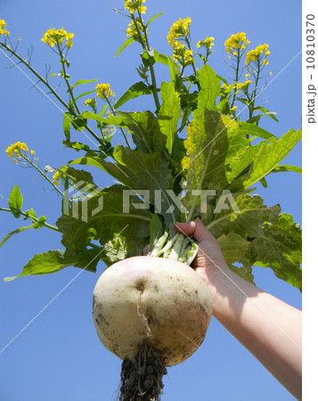 株に咲いた花 株に咲いた花 10810370