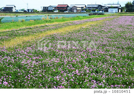 レンゲ畑 10810451