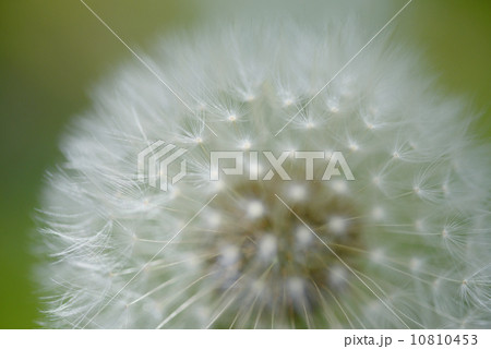 綿毛 10810453