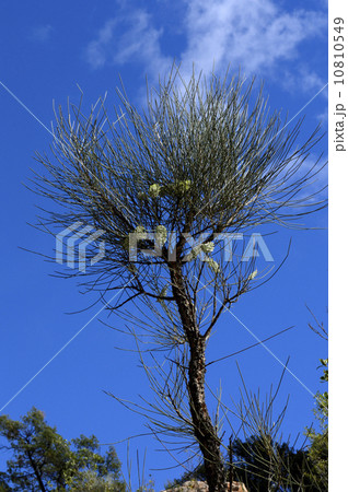 91142　アリススプリングス　シンプソンギャップ 10810549