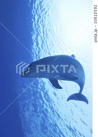 バンドウイルカ 10810592