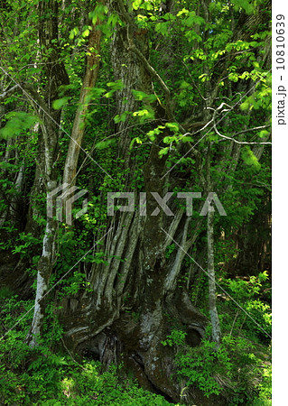 別宮の大カツラ 10810639