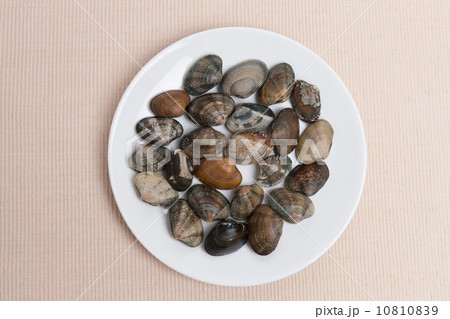 アサリ アサリ 10810839