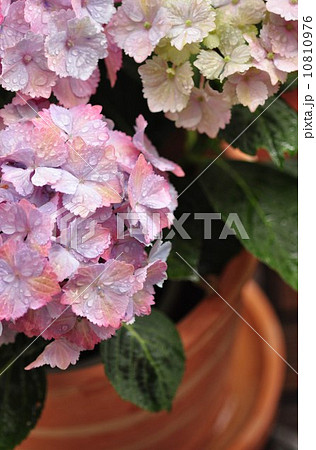 秋色あじさい 10810976