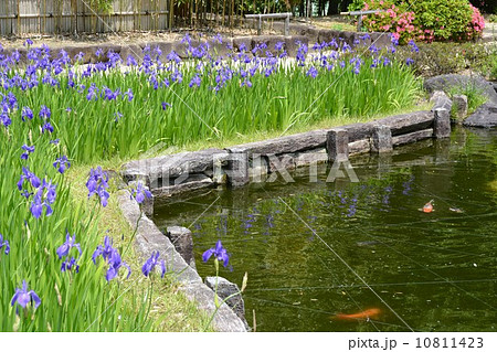 丈山苑　詩泉閣　東庭　カキツバタ 10811423