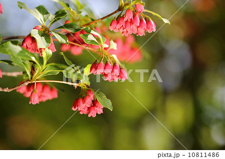 ベニサラサドウダン　 10811486