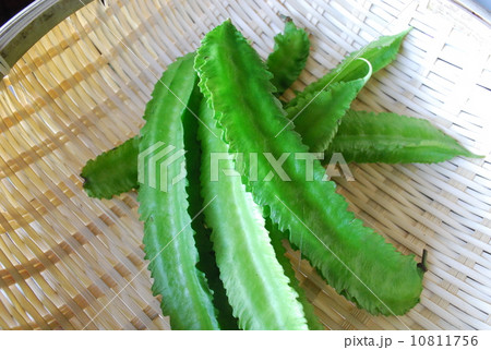 シカクマメ シカクマメ 10811756