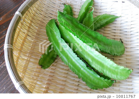 シカクマメ シカクマメ 10811767