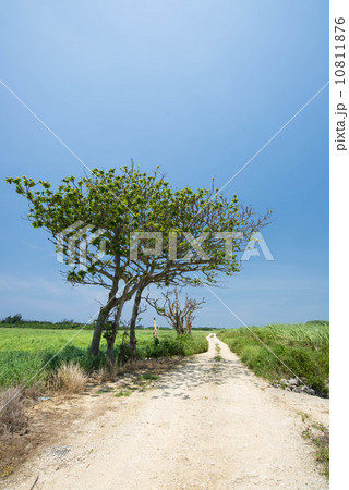 沖縄の風景 10811876