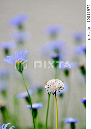 ブルーデイジーの綿帽子 ブルーデイジーの綿帽子 10811976