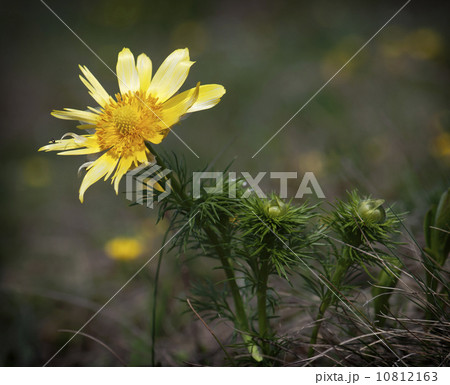 Pheasant's eye (Adonis vernalis) in spring meadow 10812163