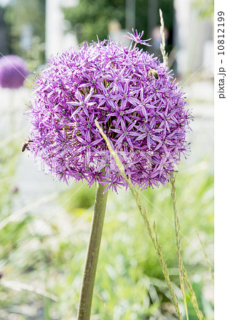 Garlic flower 10812199