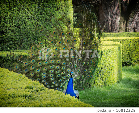 Peacock (Pavo cristatus) is in a green garden 10812228