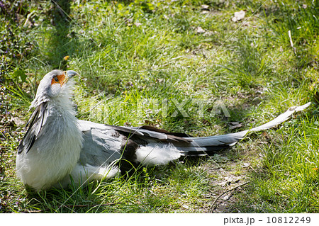Secretary bird (Sagittarius serpentarius) 10812249