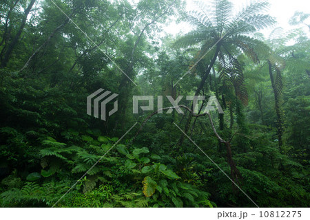 やんばるの森林 10812275