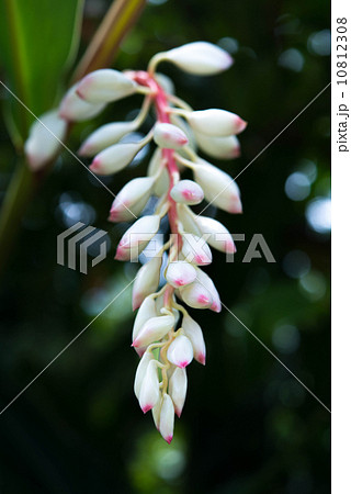 月桃の花 10812308