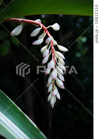 月桃の花 10812310