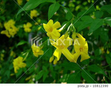 黄素馨　きそけい　 10812390