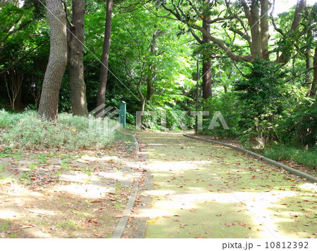 新緑香る山道 10812392
