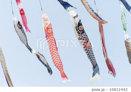 鯉のぼり 10812442