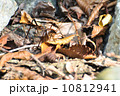 コノシタウマ（カマドウマ） 10812941