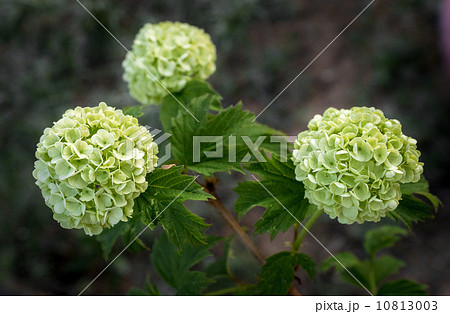 Hydrangea Hydrangea 10813003